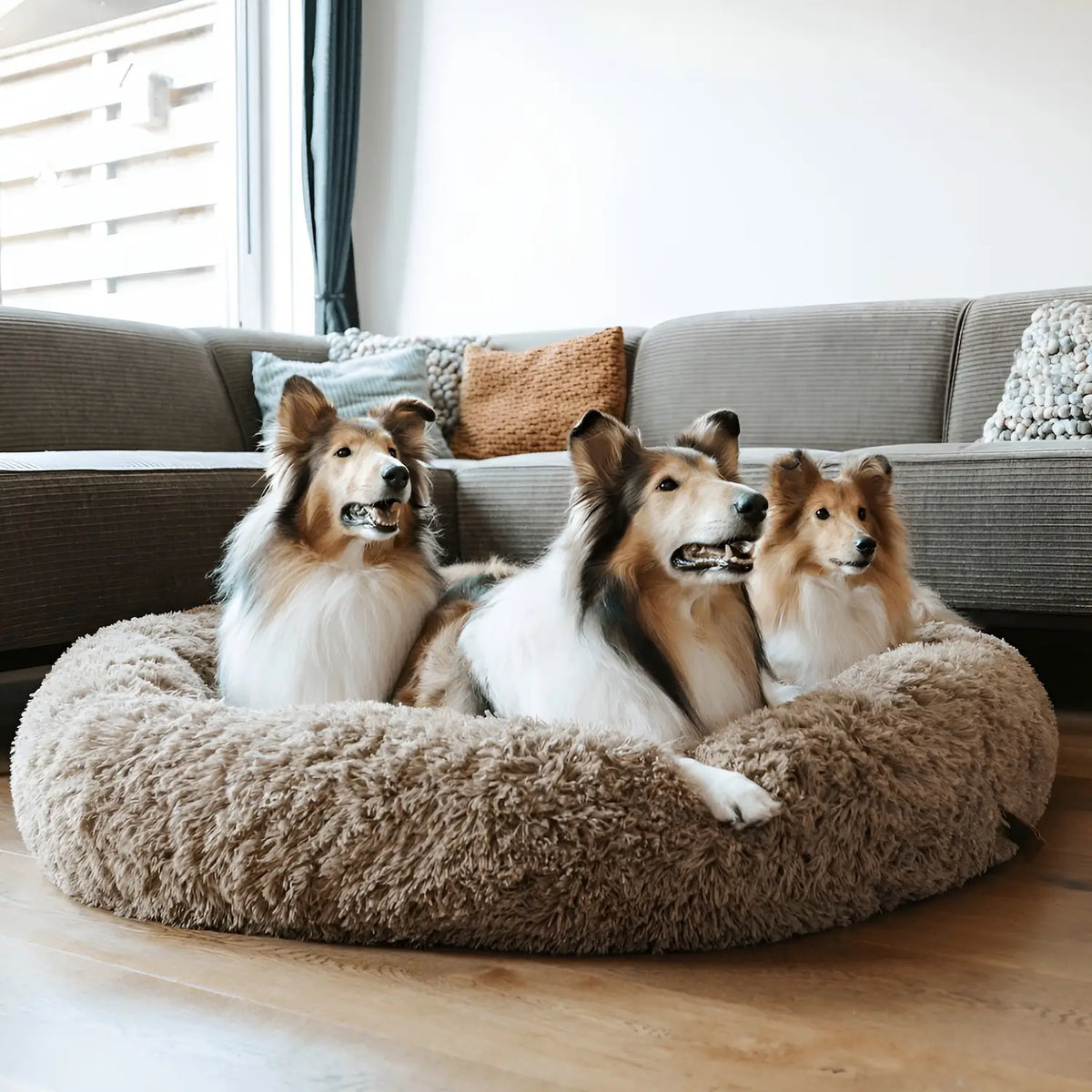 Pet Is Family Lit à Soutien Orthopédique