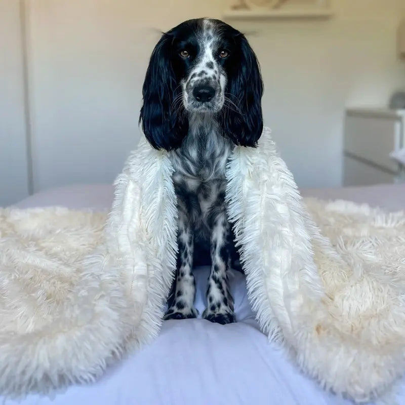 Pet Is Family Couverture Anti Stress