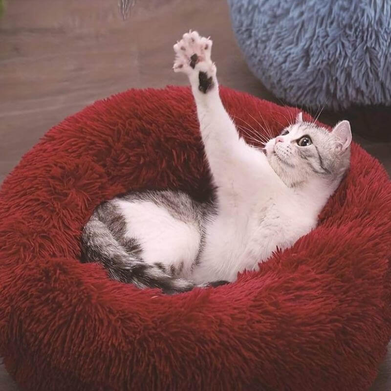 Pet Is Family Lit Orthopédique Chat
